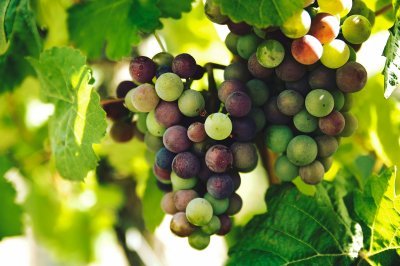 Frucht des Geistes